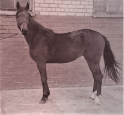 Fortūna