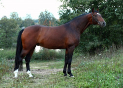 Karavan