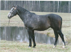 MAXWELL       (Moto - Mīlulis)