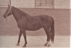 Florianda