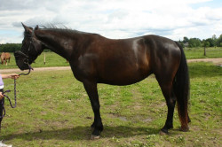 Edera