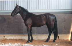 SALTO         (Sadoman King)