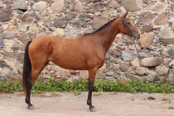 Amēlija