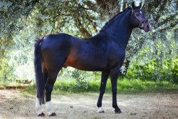 Donnerbube II (310834795)