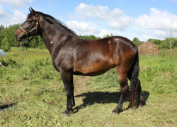 Muša