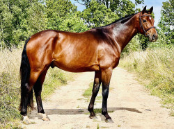 Casfito