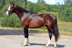 Lancelot