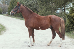 Montezuma