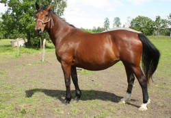 Gauja