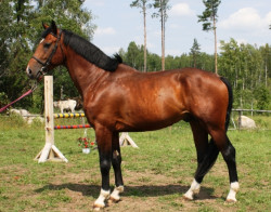 Kvarts