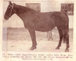 Zelga