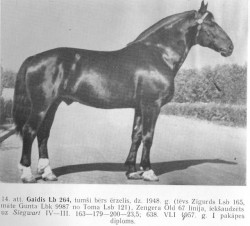 Gaidis